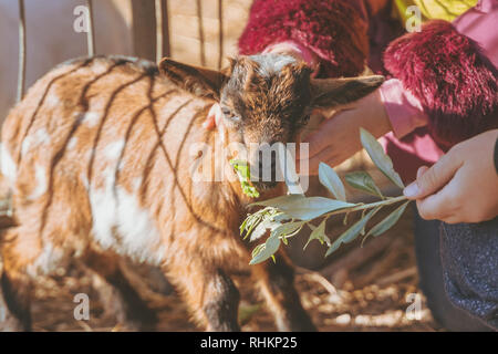 Kleines Baby Ziege durch kleine Kinder von Hand mit frischen, grünen Blätter in der Sonne gespeist, Braun kleine Baby inländischen Ziege. Capra aegagrus hircus Stockfoto