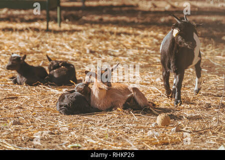 Kleines Baby Ziegen zusammen Schlafen, Entspannen in der Sonne aufwärmen, Schwarz, Braun und Weiß kleine Baby Hausziegen. Capra aegagrus hircus Stockfoto