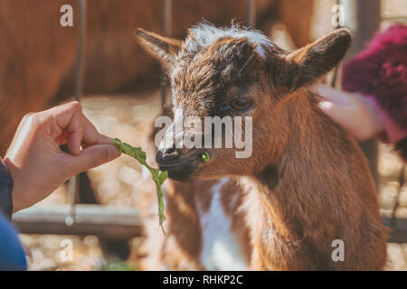 Kleines Baby Ziege durch kleine Kinder von Hand mit frischen, grünen Blätter in der Sonne gespeist, Braun kleine Baby inländischen Ziege. Capra aegagrus hircus Stockfoto