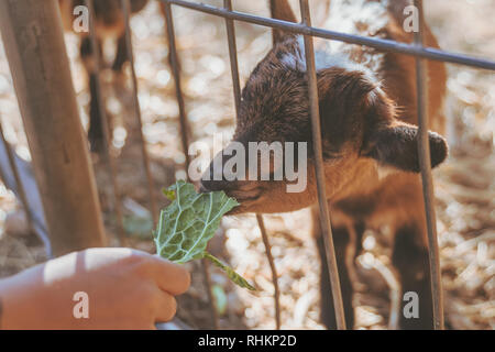 Kleines Baby Ziege durch kleine Kinder von Hand mit frischen, grünen Blätter in der Sonne gespeist, Braun kleine Baby inländischen Ziege. Capra aegagrus hircus Stockfoto