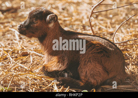 Kleines Baby Ziegen zusammen Schlafen, Entspannen in der Sonne aufwärmen, Schwarz, Braun und Weiß kleine Baby Hausziegen. Capra aegagrus hircus Stockfoto