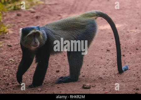 Blue Monkey gehen auf die Straße Stockfoto