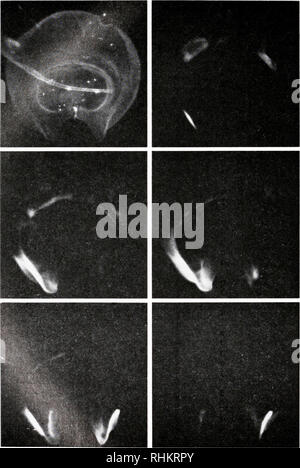 . Die biologische Bulletin. Biologie; Zoologie; Biologie; Meeresbiologie. 486 BASSOT ET AL.. Abbildung 11. Bilder von einem Autophotographic nectophore während der verschiedenen leuchtenden Entsorgungsemissionen, durch Mikroskop und Bildverstärker. Das erste Bild zeigt das nectophore. Bitte beachten Sie, dass diese Bilder sind von der gescannten Seite Bilder, die digital für die Lesbarkeit verbessert haben mögen - Färbung und Aussehen dieser Abbildungen können nicht perfekt dem Original ähneln. extrahiert. Marine Biologische Laboratorium (Woods Hole, Massachusetts); Marine Biologische Laboratorium (Woods Hole, Massachusetts). Jährliche Stockfoto