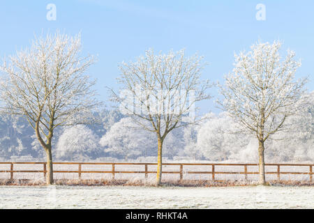 Schönen ländlichen winter Szene mit Frost auf Bäumen und einem Zwei rail Holzzaun. Strahlend blauer Himmel und gefrorenen Feldern. Drei Bäume in einer Linie. Stockfoto