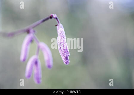 Palmkätzchen Corylus maxima 'Purpurea' im Winter. Stockfoto