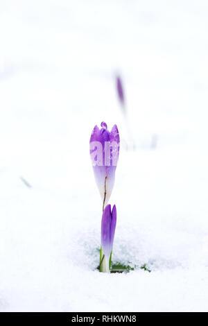 Krokusse im Schnee. Stockfoto
