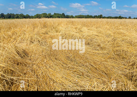 Europäische Missernten landwirtschaftliche Schäden in Feld mit Getreide Stockfoto