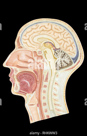 Längsschnitt Modell menschlichen Kopf auf schwarzem Hintergrund Stockfoto
