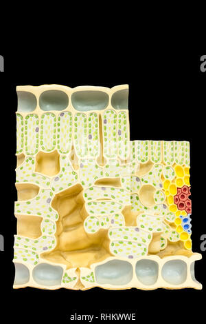 Modell Blatt mit pflanzlichen Zellen Chloroplasten Chlorophyll auf schwarzem Hintergrund Stockfoto