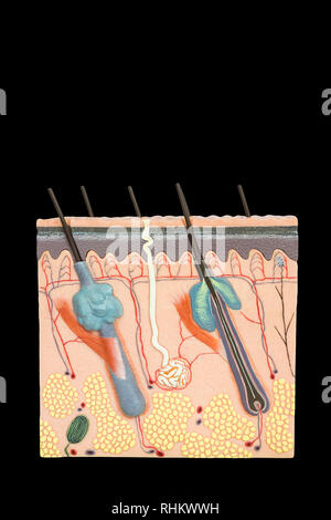 Künstliche Modell menschlichen Gewebe der Haut auf schwarzem Hintergrund Stockfoto