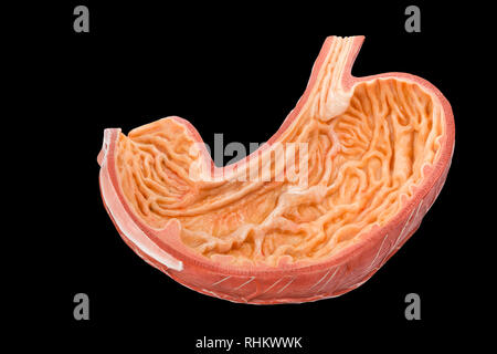 Modell innerhalb der menschlichen Magen auf schwarzem Hintergrund Stockfoto