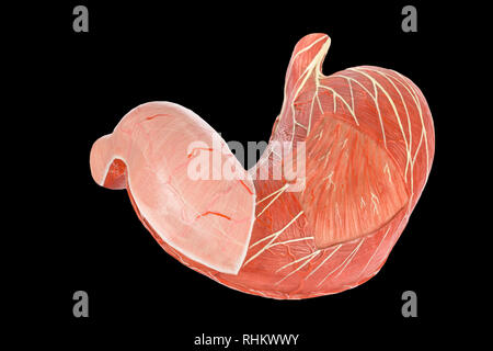 Modell außerhalb des menschlichen Magen auf schwarzem Hintergrund Stockfoto