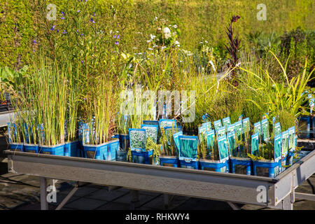 Wasser Pflanzen in Töpfen zum Verkauf in niederländischen Garten Center Stockfoto