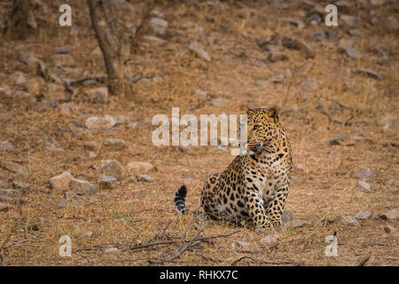 Am späten Abend eine Begegnung mit einem Geist oder einem der schwer bestimmbaren Tiere des Dschungels an Jhalana Forest Reserve, Jaipur, Indien Stockfoto