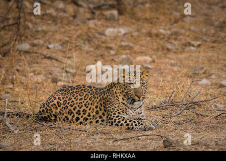 Am späten Abend eine Begegnung mit einem Geist oder einem der schwer bestimmbaren Tiere des Dschungels an Jhalana Forest Reserve, Jaipur, Indien Stockfoto