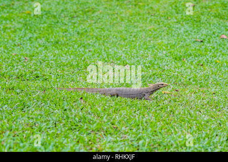 Varanus Eidechse im Vordergrund auf das Gras Stockfoto