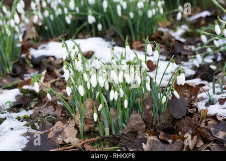 Galanthus S. Arnott. Spezies Schneeglöckchen wachsen am Rande eines Waldes Garten. Stockfoto