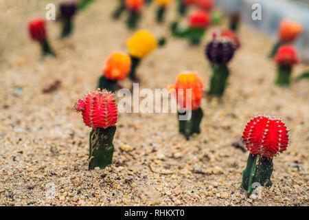 Mond Kaktus oder Gymnocalycium mihanovichii, die Mutante Cactus Gepfropft auf Hylocereus Wurzelstock Makro Nahaufnahme Hintergrund von Cactus Pigmentierung Dornen Stockfoto