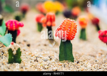 Mond Kaktus oder Gymnocalycium mihanovichii, die Mutante Cactus Gepfropft auf Hylocereus Wurzelstock Makro Nahaufnahme Hintergrund von Cactus Pigmentierung Dornen Stockfoto