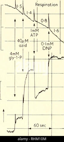 . Biologische Struktur und Funktion; Verfahren. Biochemie; Zytologie. 236 MARTIN KLINGENBERG die Erhöhung der Reduzierung von Cytochrom a. Es scheint, dass in diesen Mito - chondria, die zum Teil getrennt werden, die für die atmungsorgane Kontrolle wird durch ATP erhöht. Das "Crossover" zwischen Cytochrom-h und Cytochrom c zeigt ferner, dass die Atmung durch die Aktion von ATP zu diesem Zeitpunkt gesperrt ist. Wir kommen zu dem Schluss, dass durch die "Crossover" der ATP-Aktion die Umkehrung der oxidativen Phosphorylierung auch bei diesem Schritt der Atmungskette nachgewiesen wird. Es sollte darauf hingewiesen werden, dass Stockfoto