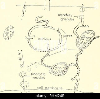 . Biologische Struktur und Funktion; Verfahren. Biochemie; Zytologie. 164 H. HOLTER haben von Dr. Porter's Review, dass andere Interpretationen möglich sind gelernt), dann wäre es sicher scheinen die Existenz einer räumlichen Kontinuität zwischen pinocytic Vesikel und im Endoplasmatischen Retikulum. In der Siekevitz Diagramm zwei Alternativen für das Schicksal der pinocytic Vesikel gegeben sind. Man ist ihre Fusion mit der Kanäle des endoplasmatischen Reticulum, oben besprochen, die andere ist ihr Verschwinden in die allgemeine zytoplasmatische Matrix. Wie wir gesehen haben, eine dritte Möglichkeit wäre, Ihre Stockfoto