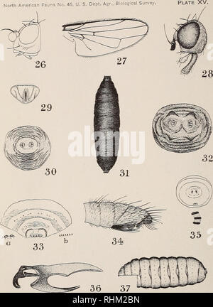 . Eine biologische Untersuchung der Pribilof Inseln, Alaska. I. in der Vögel und Säugetiere. Zoologie Alaska Pribilof Inseln. Details von Fliegen &Lt;Cyclorrhapha l^ Esplanaxion auf Seite 227.). Bitte beachten Sie, dass diese Bilder sind von der gescannten Seite Bilder, die digital für die Lesbarkeit verbessert haben mögen - Färbung und Aussehen dieser Abbildungen können nicht perfekt dem Original ähneln. extrahiert. In den Vereinigten Staaten. Büro der biologischen Erhebung; McAtee, W. L. (Waldo Lee), 1883-1962; Preble, Edward Alexander, 1871-1957. Washington, Govt. Drucken. Aus. Stockfoto