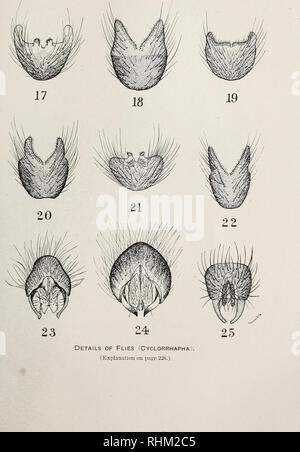 . Eine biologische Untersuchung der Pribilof Inseln, Alaska. I. in der Vögel und Säugetiere. Zoologie Alaska Pribilof Inseln. Nordamerikanische Fauna Nr. 46, US Dept. Agr., Biologische Umfrage. Platte XIV. Bitte beachten Sie, dass diese Bilder sind von der gescannten Seite Bilder, die digital für die Lesbarkeit verbessert haben mögen - Färbung und Aussehen dieser Abbildungen können nicht perfekt dem Original ähneln. extrahiert. In den Vereinigten Staaten. Büro der biologischen Erhebung; McAtee, W. L. (Waldo Lee), 1883-1962; Preble, Edward Alexander, 1871-1957. Washington, Govt. Drucken. Aus. Stockfoto