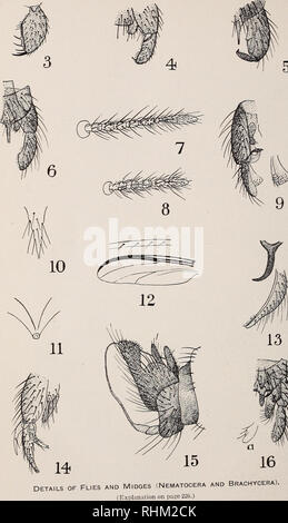 . Eine biologische Untersuchung der Pribilof Inseln, Alaska. I. in der Vögel und Säugetiere. Zoologie Alaska Pribilof Inseln. Nordamerikanische Fauna Nr. 46, US Dept. Agr., Biologische Umfrage. Platte XIII. Bitte beachten Sie, dass diese Bilder sind von der gescannten Seite Bilder, die digital für die Lesbarkeit verbessert haben mögen - Färbung und Aussehen dieser Abbildungen können nicht perfekt dem Original ähneln. extrahiert. In den Vereinigten Staaten. Büro der biologischen Erhebung; McAtee, W. L. (Waldo Lee), 1883-1962; Preble, Edward Alexander, 1871-1957. Washington, Govt. Drucken. Aus. Stockfoto