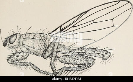 . Eine biologische Untersuchung der Pribilof Inseln, Alaska. I. in der Vögel und Säugetiere. Zoologie Alaska Pribilof Inseln. Nordamerikanische Fauna Nr. 46, US Dept. Agr., Biologische Umfrage. Platte XII. 1. Bitte beachten Sie, dass diese Bilder sind von der gescannten Seite Bilder, die digital für die Lesbarkeit verbessert haben mögen - Färbung und Aussehen dieser Abbildungen können nicht perfekt dem Original ähneln. extrahiert. In den Vereinigten Staaten. Büro der biologischen Erhebung; McAtee, W. L. (Waldo Lee), 1883-1962; Preble, Edward Alexander, 1871-1957. Washington, Govt. Drucken. Aus. Stockfoto