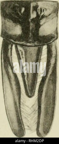 . Biologische Serie. Biologie. 3a 4a. E. M.W., CAM. LUC. ET DEL