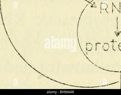 . Die biologische Rolle von ribonukleinsäuren. RNA; Biosynthese. Cy. /-RNA RNA-VcrcLeins^?//Protein. Bitte beachten Sie, dass diese Bilder sind von der gescannten Seite Bilder, die digital für die Lesbarkeit verbessert haben mögen - Färbung und Aussehen dieser Abbildungen können nicht perfekt dem Original ähneln. extrahiert. Brachet, J. (Jean), 1909 -. Amsterdam, New York, Elsevier Pub. Co. Stockfoto