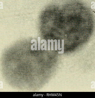 . Die biologische Rolle von ribonukleinsäuren. RNA; Biosynthese. • • §. • Abb. 40. Einbeziehung der beschrifteten Phenylalanin in isolierten thymus Atomkerne. Autoradiographisches Verfahren (A. Ficq).. Bitte beachten Sie, dass diese Bilder sind von der gescannten Seite Bilder, die digital für die Lesbarkeit verbessert haben mögen - Färbung und Aussehen dieser Abbildungen können nicht perfekt dem Original ähneln. extrahiert. Brachet, J. (Jean), 1909 -. Amsterdam, New York, Elsevier Pub. Co. Stockfoto