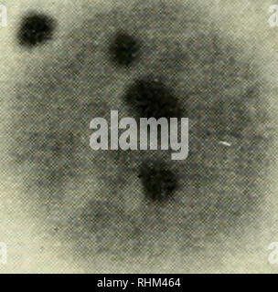 . Die biologische Rolle von ribonukleinsäuren. RNA; Biosynthese. Experimentelle Ergebnisse 123 F I t/c 4, Abb. 39. Kern und nukleolus von Acetabularia behandelt mit Dinitrophenol. Unna Färbung (Brachet et a., 1955).. • • §. Bitte beachten Sie, dass diese Bilder sind von der gescannten Seite Bilder, die digital für die Lesbarkeit verbessert haben mögen - Färbung und Aussehen dieser Abbildungen können nicht perfekt dem Original ähneln. extrahiert. Brachet, J. (Jean), 1909 -. Amsterdam, New York, Elsevier Pub. Co. Stockfoto