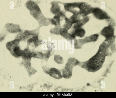 . Die biologische Rolle von ribonukleinsäuren. RNA; Biosynthese. 122 ROLLE DER ZELLKERN W. Abb. 38. Kern und nukleolus der normalen Acetahuhiiia. Unna Färbung (Brachet et al, 1955).. Bitte beachten Sie, dass diese Bilder sind von der gescannten Seite Bilder, die digital für die Lesbarkeit verbessert haben mögen - Färbung und Aussehen dieser Abbildungen können nicht perfekt dem Original ähneln. extrahiert. Brachet, J. (Jean), 1909 -. Amsterdam, New York, Elsevier Pub. Co. Stockfoto