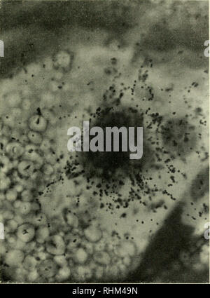 . Die biologische Rolle von ribonukleinsäuren. RNA; Biosynthese. Experimentelle Ergebnisse 109. Abb. 32. Autoradiograph zeigen sehr starke Einbeziehung der ^^C-adenin in der nukleolus von Acetabiilaria (mit freundlicher Genehmigung von Dr. F. Vanderhaeghe). Referenzen s. 133/135. Bitte beachten Sie, dass diese Bilder sind von der gescannten Seite Bilder, die digital für die Lesbarkeit verbessert haben mögen - Färbung und Aussehen dieser Abbildungen können nicht perfekt dem Original ähneln. extrahiert. Brachet, J. (Jean), 1909 -. Amsterdam, New York, Elsevier Pub. Co. Stockfoto
