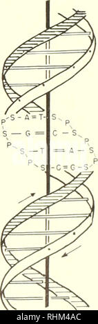 . Biologische bestellen. Biologie. Die erbliche Reihenfolge: genetische Informationen Diese Struktur ist inzwischen fest etabliert. Der Beweis ergibt sich aus X-rav Studien sowie von physikalisch-chemische Daten (Titration Kurven, Lichtstreuung, Viskosität, Sedimentation, Kinetik der break-down durch Gammastrahlung und Enzyme). Damit desoxyribonukleinsäure Säure ist eine Doppelhelix. Jeder helikalen Kette besteht aus einer Kette von desoxyribose Phosphat mit einer Basisstation jedes Zucker beigefügt. Die Ribonukleinsäure. DNA ist das genetische Material von allen Tieren, Pflanzen, Mikroorganismen und Viren. Aber in ein paar Viren die genetische m Stockfoto