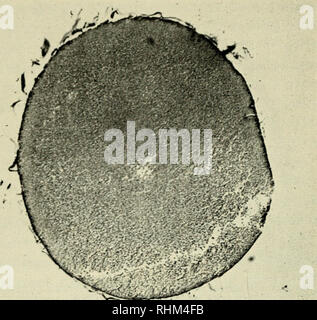 . Die biologische Rolle von ribonukleinsäuren. RNA; Biosynthese. 62 DAS WACHSTUM UND DIE MORPHOGENESE. Abb. 20. RNA-Gradient in befruchteten A' £'//c"/7 W 5'ei (Brachet, 1957).. Bitte beachten Sie, dass diese Bilder sind von der gescannten Seite Bilder, die digital für die Lesbarkeit verbessert haben mögen - Färbung und Aussehen dieser Abbildungen können nicht perfekt dem Original ähneln. extrahiert. Brachet, J. (Jean), 1909 -. Amsterdam, New York, Elsevier Pub. Co. Stockfoto