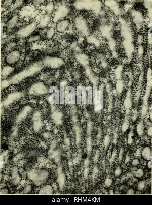 . Die biologische Rolle von ribonukleinsäuren. RNA; Biosynthese. QUANTITATIVE BESTÄTIGUNGEN 15. Abb. 7. Electron Micrograph des Endoplasmatischen Retikulum von Porter bei hohen Magni-isierung, zeigen kleine Palade das Granulat (mit freundlicher Genehmigung von Dr. F. Haguenau).. Bitte beachten Sie, dass diese Bilder sind von der gescannten Seite Bilder, die digital für die Lesbarkeit verbessert haben mögen - Färbung und Aussehen dieser Abbildungen können nicht perfekt dem Original ähneln. extrahiert. Brachet, J. (Jean), 1909 -. Amsterdam, New York, Elsevier Pub. Co. Stockfoto