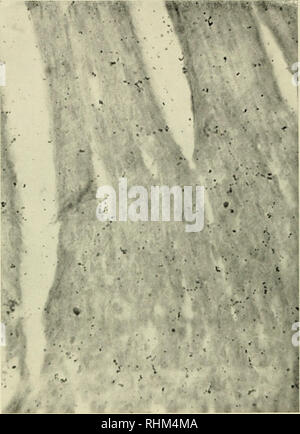 . Die biologische Rolle von ribonukleinsäuren. RNA; Biosynthese. 14 RIBONUKLEINSÄUREN und Proteinsynthese. Abb. 6. Sehr kleine Aufnahme von Phenylalanin in die RNA-armes Herz Muskel (Ficq und Brachet, 1956).. Bitte beachten Sie, dass diese Bilder sind von der gescannten Seite Bilder, die digital für die Lesbarkeit verbessert haben mögen - Färbung und Aussehen dieser Abbildungen können nicht perfekt dem Original ähneln. extrahiert. Brachet, J. (Jean), 1909 -. Amsterdam, New York, Elsevier Pub. Co. Stockfoto