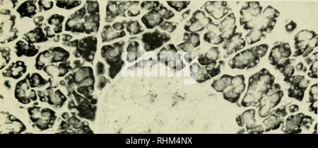 . Die biologische Rolle von ribonukleinsäuren. RNA; Biosynthese. QUANTITATIVE BESTÄTIGUNGEN 11. "-^"&gt;^/Abb. 3. Exokrine und endokrine Teile der Bauchspeicheldrüse. Unna Färbung.. Bitte beachten Sie, dass diese Bilder sind von der gescannten Seite Bilder, die digital für die Lesbarkeit verbessert haben mögen - Färbung und Aussehen dieser Abbildungen können nicht perfekt dem Original ähneln. extrahiert. Brachet, J. (Jean), 1909 -. Amsterdam, New York, Elsevier Pub. Co. Stockfoto