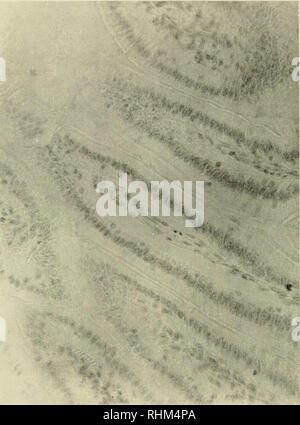 . Die biologische Rolle von ribonukleinsäuren. RNA; Biosynthese. 10 RIBONUKLEINSÄUREN und Proteinsynthese. Abb. 2. Färbung der Darmschleimhaut mit Methyl grün - pyro - neun nach ribonuclease Verdauung. Nur die Kerne sind Flecken.. Bitte beachten Sie, dass diese Bilder sind von der gescannten Seite Bilder, die digital für die Lesbarkeit verbessert haben mögen - Färbung und Aussehen dieser Abbildungen können nicht perfekt dem Original ähneln. extrahiert. Brachet, J. (Jean), 1909 -. Amsterdam, New York, Elsevier Pub. Co. Stockfoto