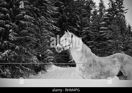 Schönen White Horse Portrait in der Nähe der Tannen im Winter. Schwarz-weiß Foto mit weißen Pferd Stockfoto