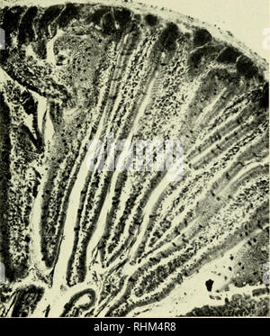 . Die biologische Rolle von ribonukleinsäuren. RNA; Biosynthese. QUANTITATIVE BESTÄTIGUNGEN. Abb. 1. Färbung der Darmschleimhaut mit metinyl Grün - pyroninc. Referenzen S. 50/54. Bitte beachten Sie, dass diese Bilder sind von der gescannten Seite Bilder, die digital für die Lesbarkeit verbessert haben mögen - Färbung und Aussehen dieser Abbildungen können nicht perfekt dem Original ähneln. extrahiert. Brachet, J. (Jean), 1909 -. Amsterdam, New York, Elsevier Pub. Co. Stockfoto