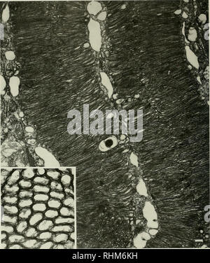 . Die biologische Bulletin. Biologie; Zoologie; Meeresbiologie. 104 D.J.NUCKLEY ET AL.. Abbildung 5. Electron Micrograph des rhabdom (r). Die microviUar array ist gut organisiert. Das Zytoplasma ist hauptsächlich Vakuolen und Mitochondrien (m). Die Inset zeigt eine höhere Vergrößerung Schliffbild der von mikrovilli im Querschnitt. Die Skala stellt 0,66 iiui im Schliffbild und 0,09 ^m im Einsatz. Bitte beachten Sie, dass diese Bilder aus gescannten Seite Bilder, die digital haben für die Lesbarkeit verbessert - Färbung und Aussehen dieser Abbildungen können nicht Perfekt extrahiert werden Stockfoto