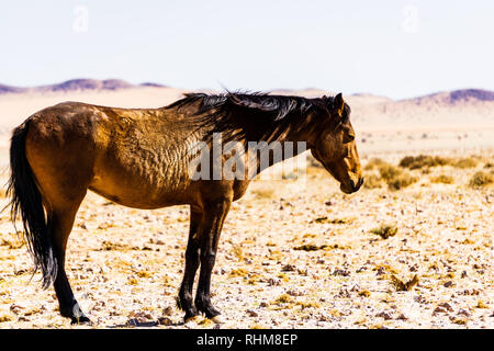 Wilde Pferde Namibia Wüste outdoor Stockfoto