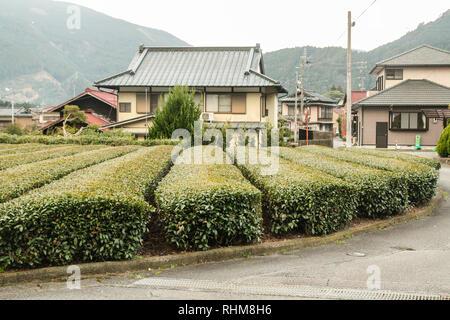 Kaffee Landwirtschaft, Shizuoka, Japan Stockfoto