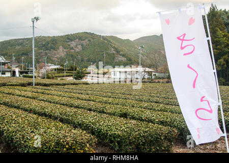 Sencha Tee Felder, Japan Stockfoto