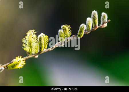 Die erste Feder sanfte Blätter, Knospen und Zweige Makro Hintergrund grün Stockfoto