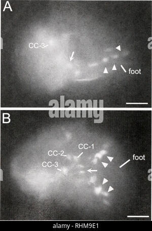 . Die biologische Bulletin. Biologie; Zoologie; Biologie; Meeresbiologie. Abbildung 5. Serolonin-LIR Zellen und Fasern in Aplyxia ciilifornicii während der Tage 8-9. Anterior nach rechts in jedem Bild. (A) der rechten seitlichen Blick auf ein Embryo am Tag 9, Serotonin-LIR Zellen in der Apikalen Orgel (S-/1,-/2, S-RL. SUMl und Fasern projizieren in den Fuß (Pfeilspitze) und velum (Pfeil). Scale Bar = 30/xm. (B) Die dorsalen Ansicht eines Embryo am Tag S zeigt drei der Serotonin-LIR Zellen (S-/I. S-RL. Summe) der apikalen Orgel. Die apikale Commissure wird von der Pfeilspitze angegeben. Scale Bar = 28/Urne. Ganglien, w Stockfoto