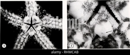 . Die biologische Bulletin. Biologie; Zoologie; Biologie; Meeresbiologie. BRITTLESTAR WASSER GEFÄSSSYSTEM 99. Abbildung 1. Mündliche Disk von Op/iioderma appressnm. Die Pfeile markieren Ein paar zentrale (C) und periphere (P) Schlitze, die in einem der 10 genitale bursae öffnen. Meerwasser ist von der Seite der Festplatte durch die periphere Genitale bursal Schlitzen gezogen und wird durch die zentralen entlüftet. Abbildung 2. Vergrößerte Ansicht der mündlichen Schild Überlagerung der axialen Komplex, sichtbar als etwas dunkel Bereich (Pfeil). Die madreporite Poren sind aus den Augen in die felsspalte in der Nähe des Stern. Erweiterte Fuß (TF) Stockfoto